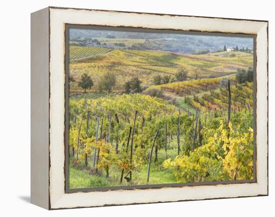 Italy, Tuscany, Val Dorcia. Colorful Vineyards and Olive Trees in Fall-Julie Eggers-Framed Premier Image Canvas