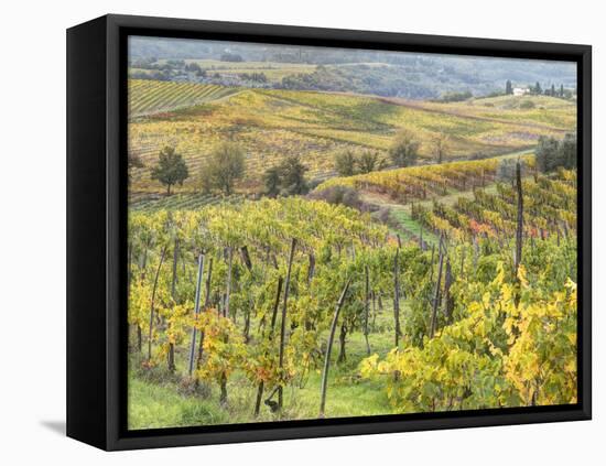 Italy, Tuscany, Val Dorcia. Colorful Vineyards and Olive Trees in Fall-Julie Eggers-Framed Premier Image Canvas