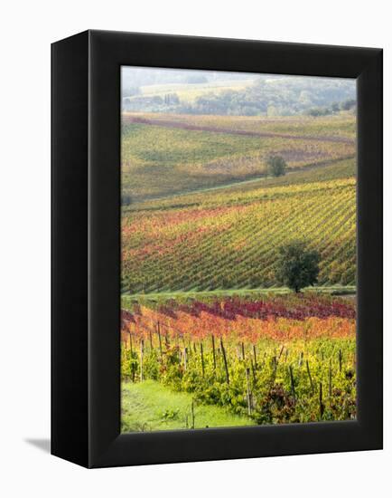 Italy, Tuscany, Val Dorcia. Colorful Vineyards and Olive Trees in Fall-Julie Eggers-Framed Premier Image Canvas