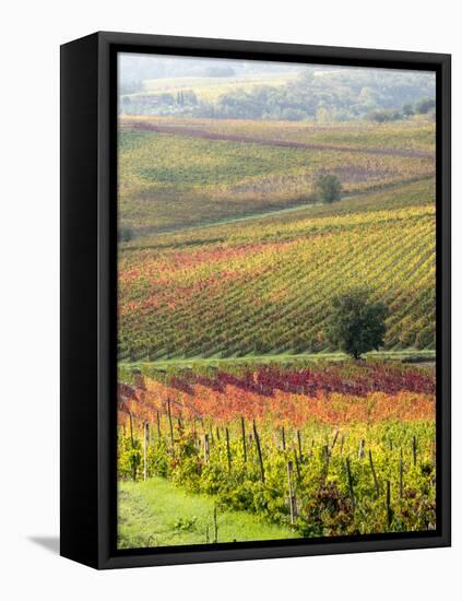 Italy, Tuscany, Val Dorcia. Colorful Vineyards and Olive Trees in Fall-Julie Eggers-Framed Premier Image Canvas