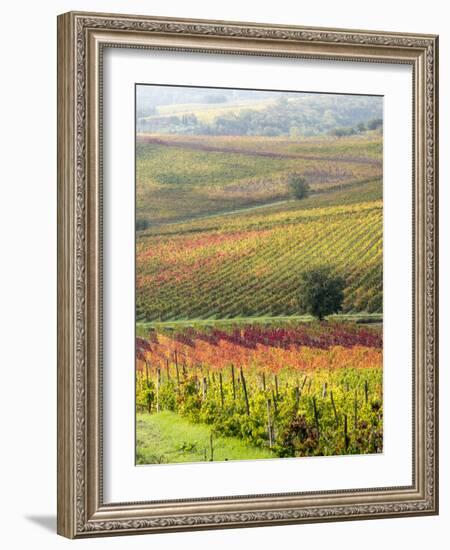 Italy, Tuscany, Val Dorcia. Colorful Vineyards and Olive Trees in Fall-Julie Eggers-Framed Photographic Print