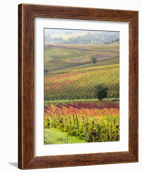 Italy, Tuscany, Val Dorcia. Colorful Vineyards and Olive Trees in Fall-Julie Eggers-Framed Photographic Print