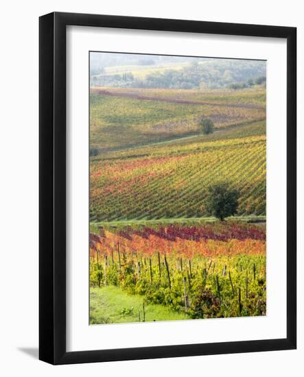 Italy, Tuscany, Val Dorcia. Colorful Vineyards and Olive Trees in Fall-Julie Eggers-Framed Photographic Print