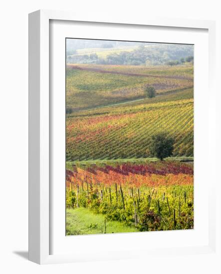 Italy, Tuscany, Val Dorcia. Colorful Vineyards and Olive Trees in Fall-Julie Eggers-Framed Photographic Print