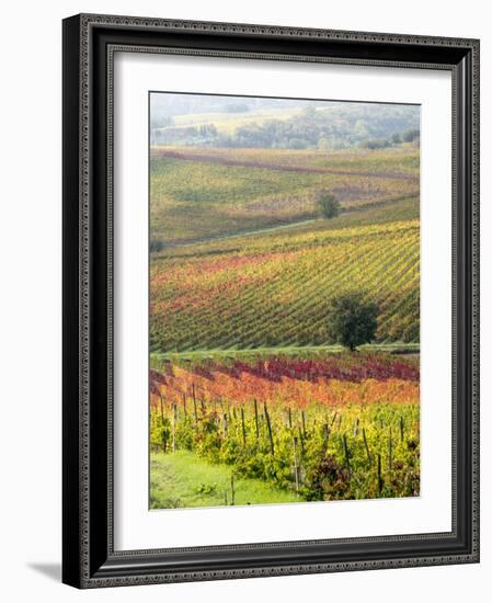 Italy, Tuscany, Val Dorcia. Colorful Vineyards and Olive Trees in Fall-Julie Eggers-Framed Photographic Print