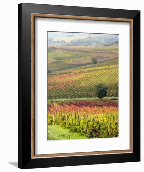 Italy, Tuscany, Val Dorcia. Colorful Vineyards and Olive Trees in Fall-Julie Eggers-Framed Photographic Print