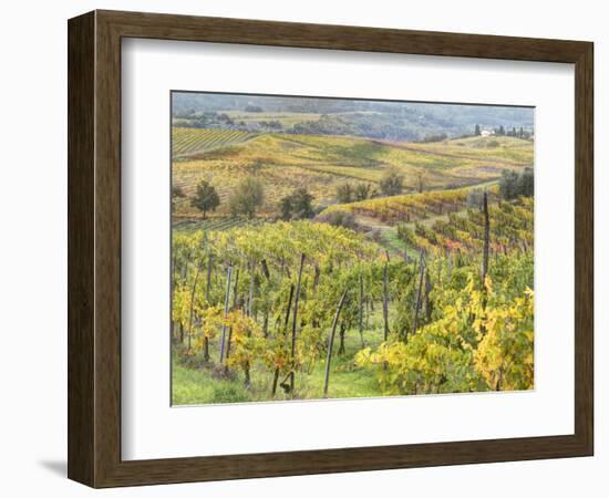 Italy, Tuscany, Val Dorcia. Colorful Vineyards and Olive Trees in Fall-Julie Eggers-Framed Photographic Print