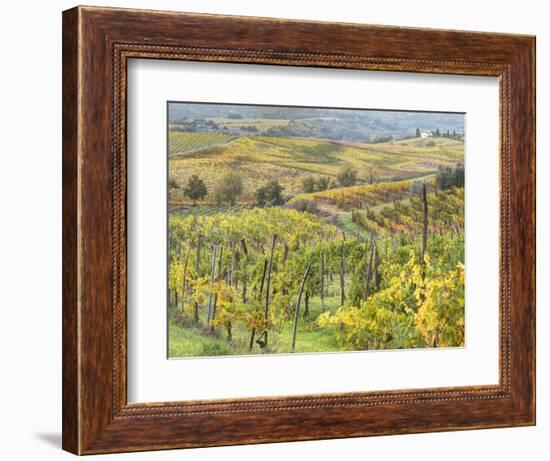 Italy, Tuscany, Val Dorcia. Colorful Vineyards and Olive Trees in Fall-Julie Eggers-Framed Photographic Print