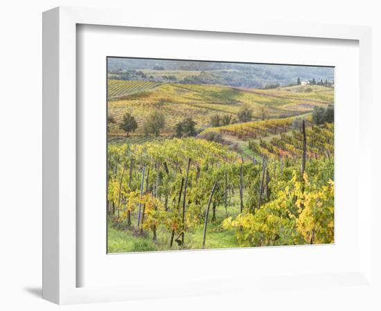 Italy, Tuscany, Val Dorcia. Colorful Vineyards and Olive Trees in Fall-Julie Eggers-Framed Photographic Print