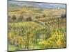 Italy, Tuscany, Val Dorcia. Colorful Vineyards and Olive Trees in Fall-Julie Eggers-Mounted Photographic Print