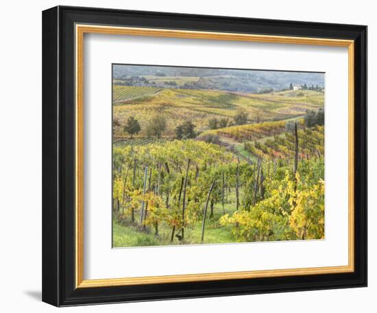 Italy, Tuscany, Val Dorcia. Colorful Vineyards and Olive Trees in Fall-Julie Eggers-Framed Photographic Print