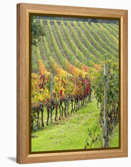 Italy, Tuscany, Val Dorcia. Colorful Vineyards in Autumn-Julie Eggers-Framed Premier Image Canvas