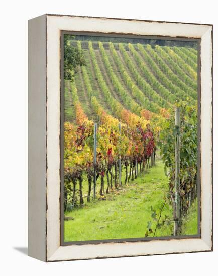 Italy, Tuscany, Val Dorcia. Colorful Vineyards in Autumn-Julie Eggers-Framed Premier Image Canvas