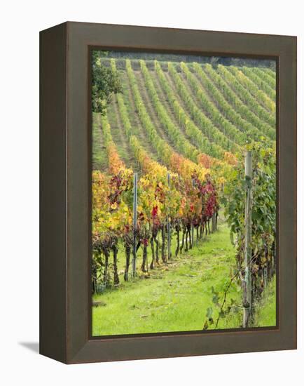 Italy, Tuscany, Val Dorcia. Colorful Vineyards in Autumn-Julie Eggers-Framed Premier Image Canvas
