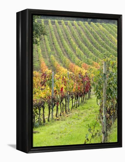 Italy, Tuscany, Val Dorcia. Colorful Vineyards in Autumn-Julie Eggers-Framed Premier Image Canvas