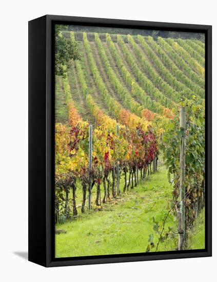 Italy, Tuscany, Val Dorcia. Colorful Vineyards in Autumn-Julie Eggers-Framed Premier Image Canvas