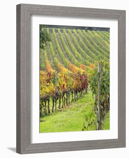 Italy, Tuscany, Val Dorcia. Colorful Vineyards in Autumn-Julie Eggers-Framed Photographic Print