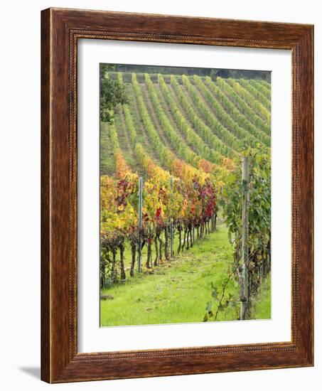 Italy, Tuscany, Val Dorcia. Colorful Vineyards in Autumn-Julie Eggers-Framed Photographic Print