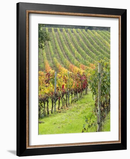 Italy, Tuscany, Val Dorcia. Colorful Vineyards in Autumn-Julie Eggers-Framed Photographic Print