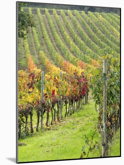 Italy, Tuscany, Val Dorcia. Colorful Vineyards in Autumn-Julie Eggers-Mounted Photographic Print