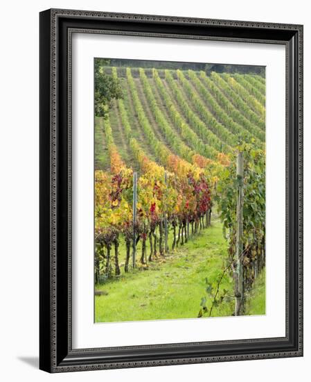 Italy, Tuscany, Val Dorcia. Colorful Vineyards in Autumn-Julie Eggers-Framed Photographic Print