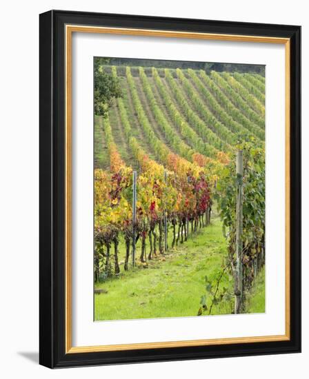 Italy, Tuscany, Val Dorcia. Colorful Vineyards in Autumn-Julie Eggers-Framed Photographic Print