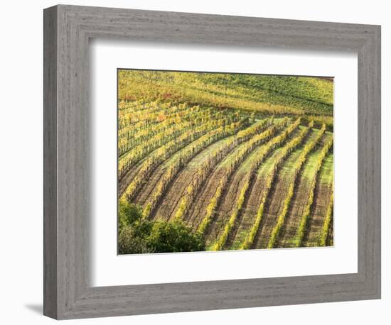 Italy, Tuscany, Val Dorcia. Colorful Vineyards in Autumn-Julie Eggers-Framed Photographic Print