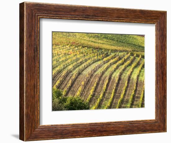 Italy, Tuscany, Val Dorcia. Colorful Vineyards in Autumn-Julie Eggers-Framed Photographic Print