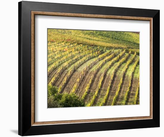 Italy, Tuscany, Val Dorcia. Colorful Vineyards in Autumn-Julie Eggers-Framed Photographic Print