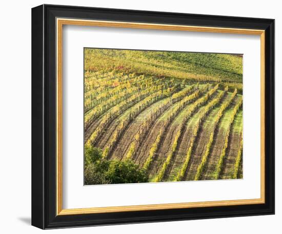 Italy, Tuscany, Val Dorcia. Colorful Vineyards in Autumn-Julie Eggers-Framed Photographic Print