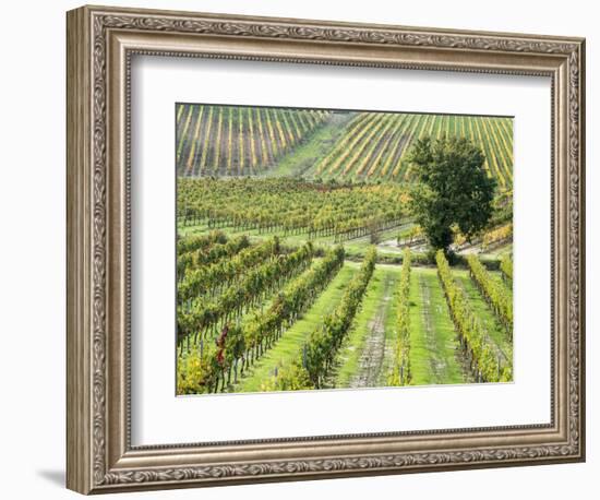 Italy, Tuscany, Val Dorcia. Colorful Vineyards in Autumn-Julie Eggers-Framed Photographic Print