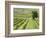 Italy, Tuscany, Val Dorcia. Colorful Vineyards in Autumn-Julie Eggers-Framed Photographic Print