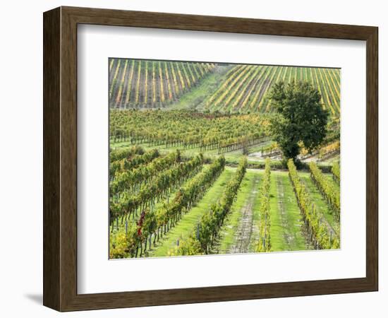 Italy, Tuscany, Val Dorcia. Colorful Vineyards in Autumn-Julie Eggers-Framed Photographic Print