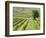 Italy, Tuscany, Val Dorcia. Colorful Vineyards in Autumn-Julie Eggers-Framed Photographic Print