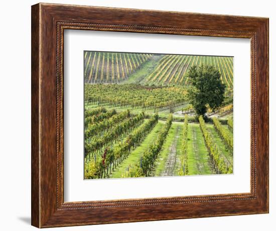 Italy, Tuscany, Val Dorcia. Colorful Vineyards in Autumn-Julie Eggers-Framed Photographic Print