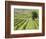 Italy, Tuscany, Val Dorcia. Colorful Vineyards in Autumn-Julie Eggers-Framed Photographic Print