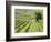 Italy, Tuscany, Val Dorcia. Colorful Vineyards in Autumn-Julie Eggers-Framed Photographic Print