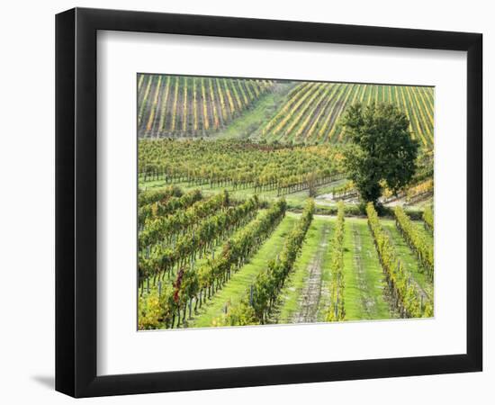 Italy, Tuscany, Val Dorcia. Colorful Vineyards in Autumn-Julie Eggers-Framed Photographic Print