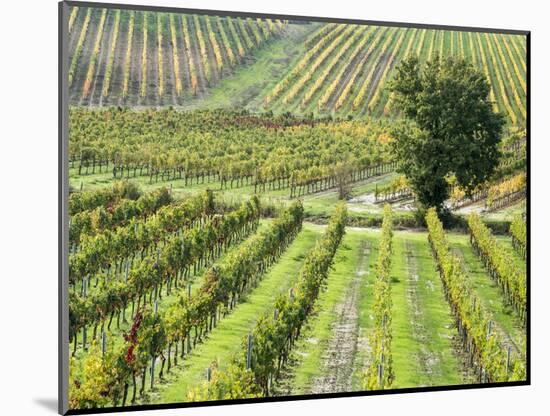 Italy, Tuscany, Val Dorcia. Colorful Vineyards in Autumn-Julie Eggers-Mounted Photographic Print