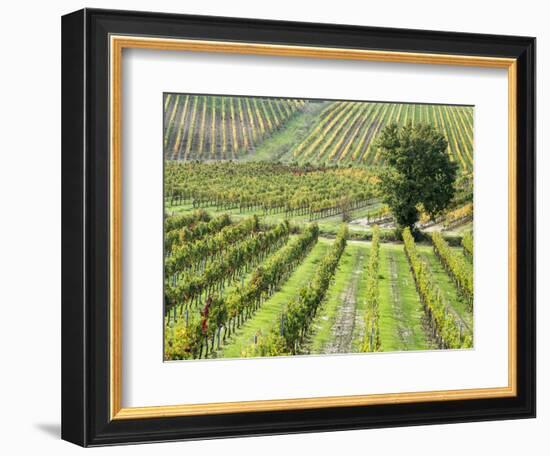 Italy, Tuscany, Val Dorcia. Colorful Vineyards in Autumn-Julie Eggers-Framed Photographic Print