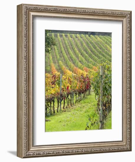 Italy, Tuscany, Val Dorcia. Colorful Vineyards in Autumn-Julie Eggers-Framed Photographic Print