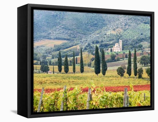 Italy, Tuscany. Vineyard and Olive Trees with the Abbey of Sant Antimo-Julie Eggers-Framed Premier Image Canvas