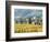 Italy, Tuscany. Vineyard and Olive Trees with the Abbey of Sant Antimo-Julie Eggers-Framed Photographic Print