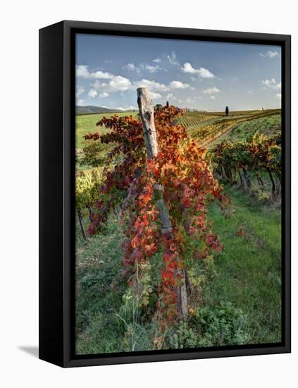 Italy,Tuscany. Vineyard in Autumn in the Chianti Region of Tuscany-Julie Eggers-Framed Premier Image Canvas