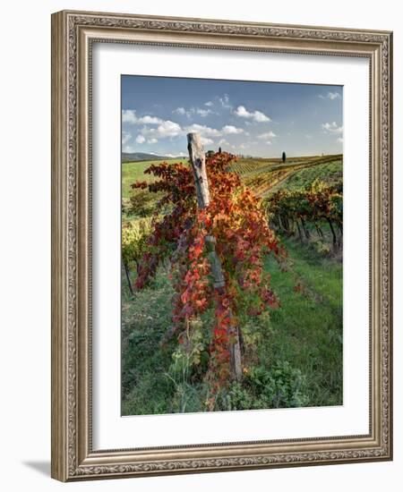 Italy,Tuscany. Vineyard in Autumn in the Chianti Region of Tuscany-Julie Eggers-Framed Photographic Print