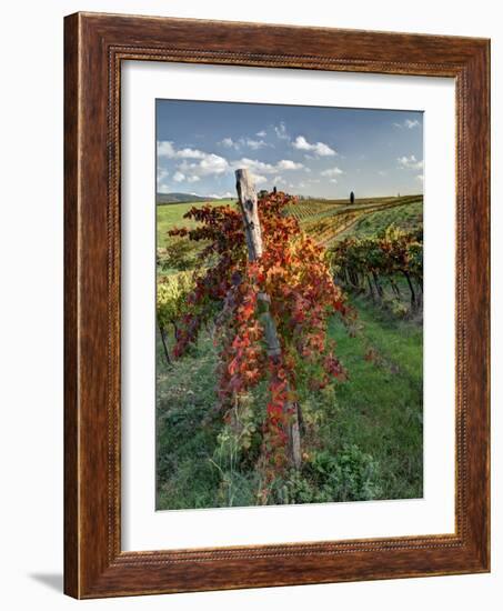 Italy,Tuscany. Vineyard in Autumn in the Chianti Region of Tuscany-Julie Eggers-Framed Photographic Print