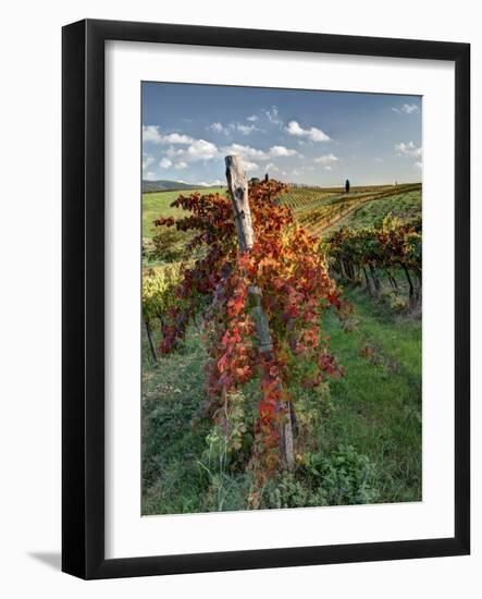 Italy,Tuscany. Vineyard in Autumn in the Chianti Region of Tuscany-Julie Eggers-Framed Photographic Print