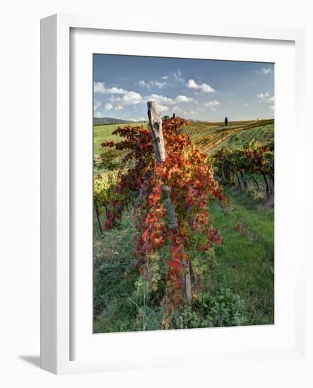 Italy,Tuscany. Vineyard in Autumn in the Chianti Region of Tuscany-Julie Eggers-Framed Photographic Print