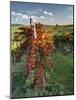 Italy,Tuscany. Vineyard in Autumn in the Chianti Region of Tuscany-Julie Eggers-Mounted Photographic Print