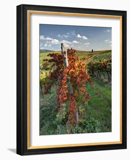 Italy,Tuscany. Vineyard in Autumn in the Chianti Region of Tuscany-Julie Eggers-Framed Photographic Print